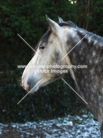 Andalusian portrait