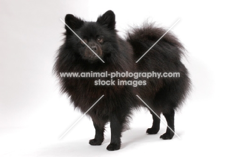 German Spitz(Mittel), Australian Champion staning on white background