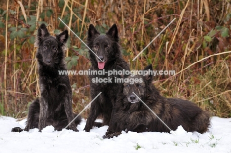 three Dutch Shepherd dogs, longhaired