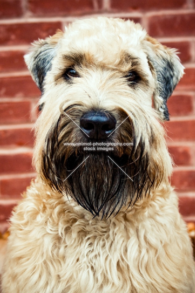 soft coated wheaten terrier portrait against brick wall