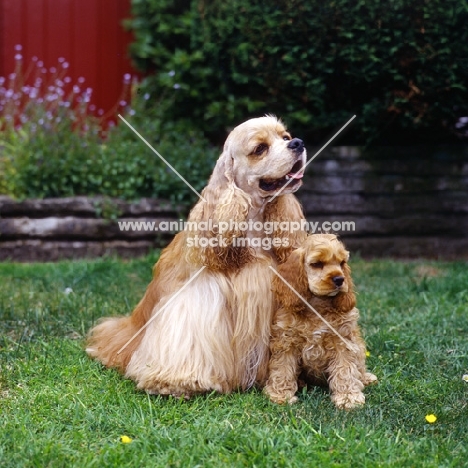 sh ch, am ch, can ch hu-mar's hellzapoppin at sundust (carlos) american cocker spaniel and puppy sitting on  grass