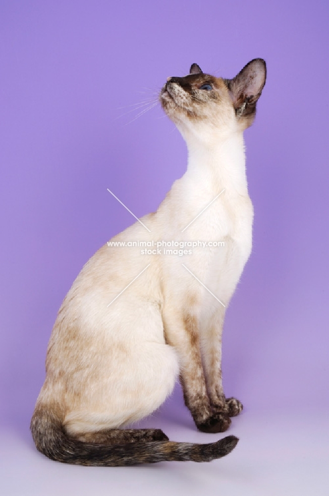 chocolate tortie point siamese cat