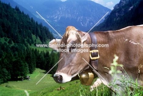 brown swiss cow wearing a cow bell