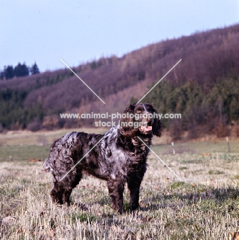 racker von kranichsee , wachtelhund standing on grass watching