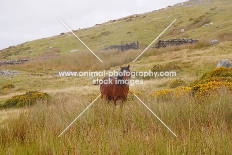 welsh mountain pony