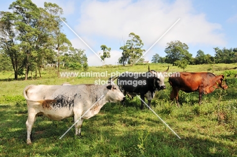 Nguni Cattle