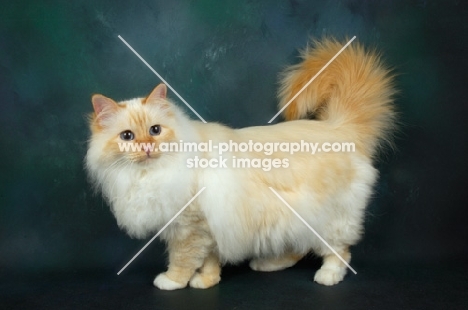 red point birman side view