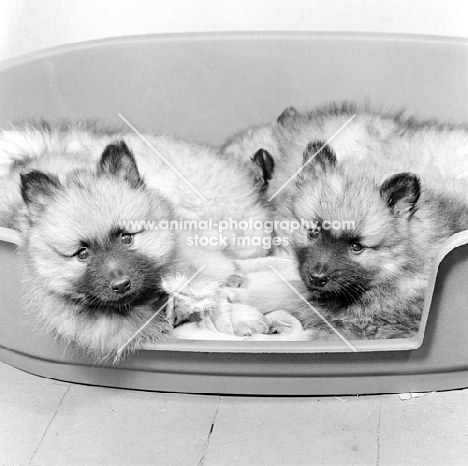two keeshond puppies