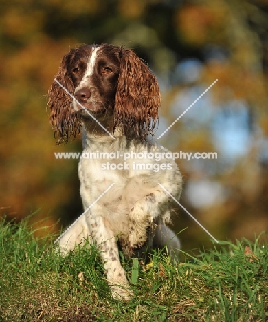 working type english springer, marking game from a peg whilst on a shoot