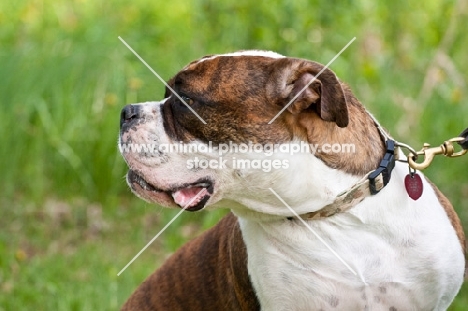brown brindle and white Amercian Staffordhire Terrier