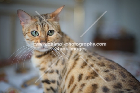 golden Bengal cat looking aside