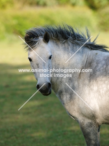 Connemara pony