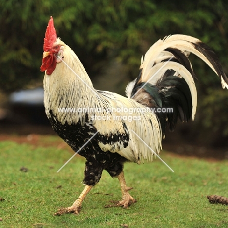 leghorn chicken