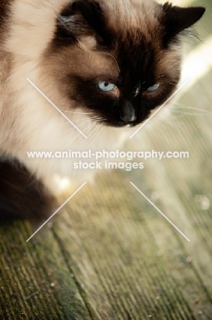 Ragdoll on wooden floor