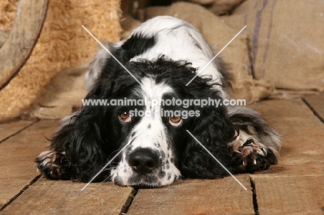 English springer spaniel lying down on wooden floor