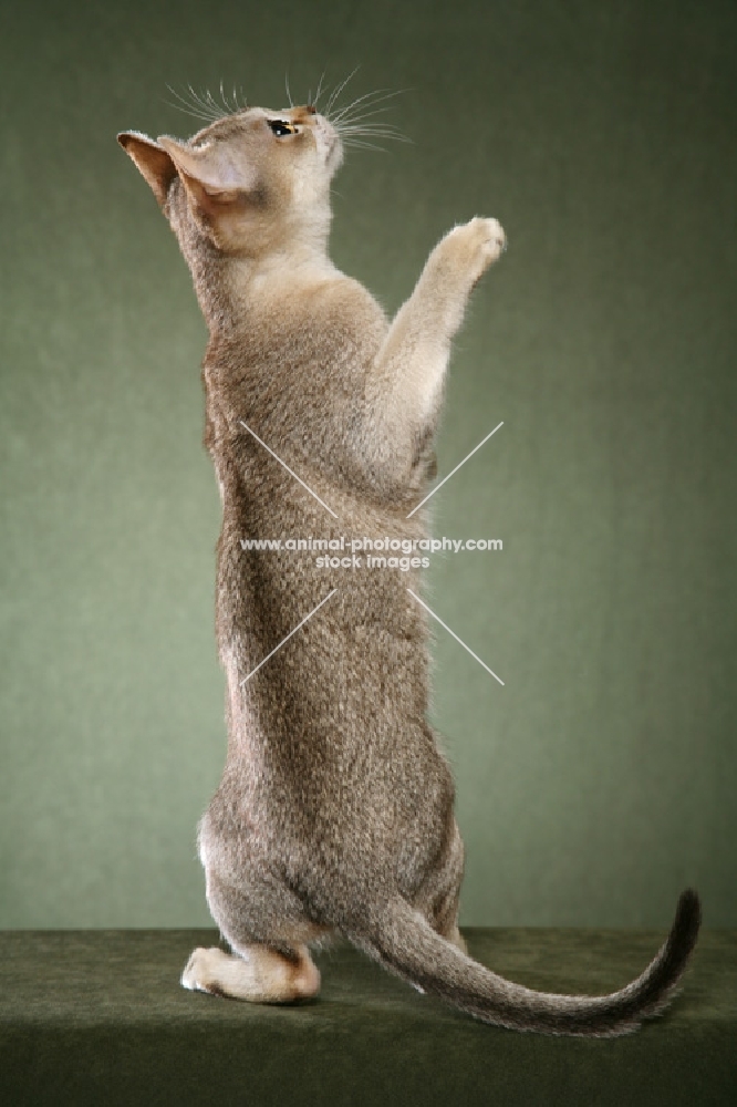 singapura cat on hind legs