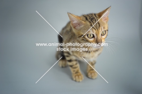 bengal kitten crouching