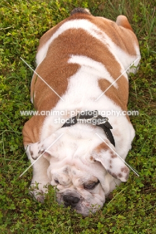 Bulldog lying down
