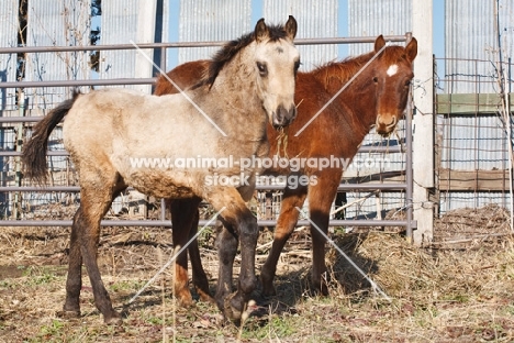 two young Morgan horses