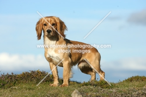 Cocker Spaniel on hillside