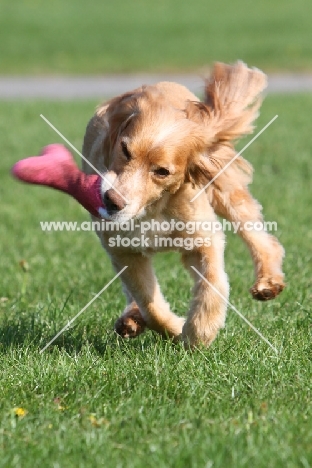 English Cocker Spaniel retrieving