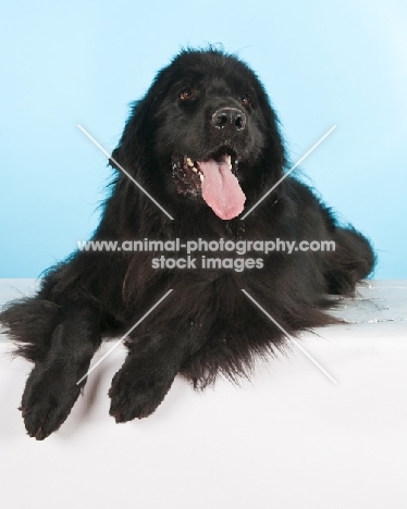 Newfoundland Dog in Studio