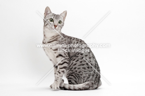 Egyptian Mau, Silver Spotted Tabby, on white background