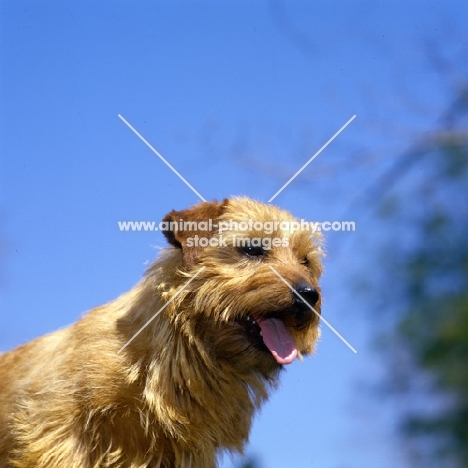 champion norfolk terrier head shot
