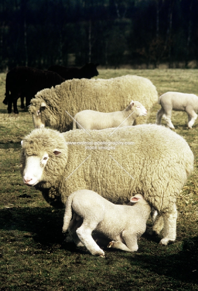 poll dorset cross ewe with lamb suckling in flock