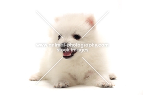 Japanese Spitz puppy lying down on white background