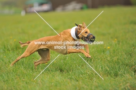 lure coursing lurcher with muzzle