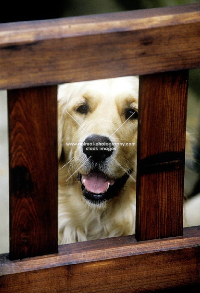 golden retriever looking through gate, waiting for owner to arrive home