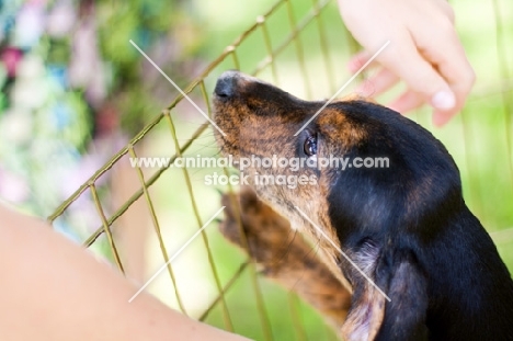 Plott hound puppy in pen