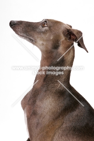 Australian Champion Italian Greuhound, profile