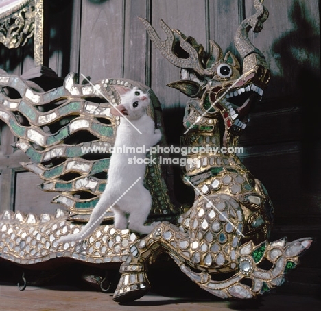 Kao Manee kitten, climbing on dragon statue