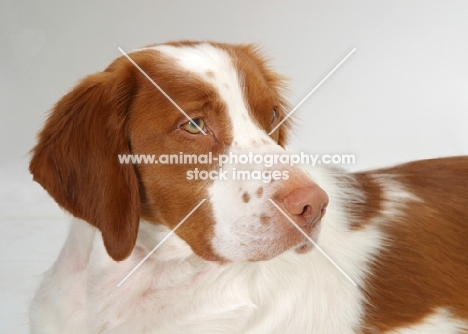 Australian Champion Brittany dog on white background, looking away