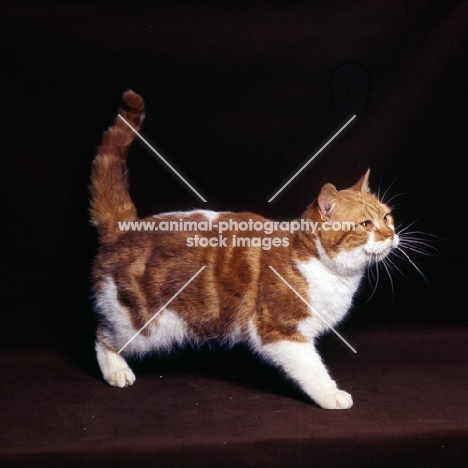 bi-coloured short hair cat, red tabby and white