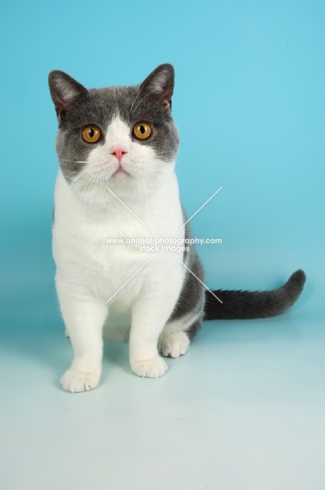 adult british shorthair sitting, bi-colour, blue and white