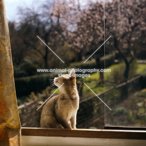 abyssinian kitten in window