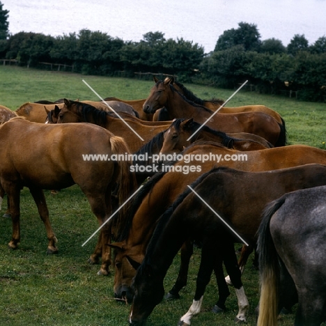 trakehners at trakehner gestüt rantzau