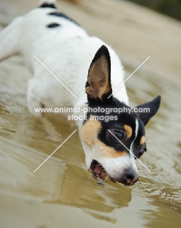 Toy Fox Terrier playing with water