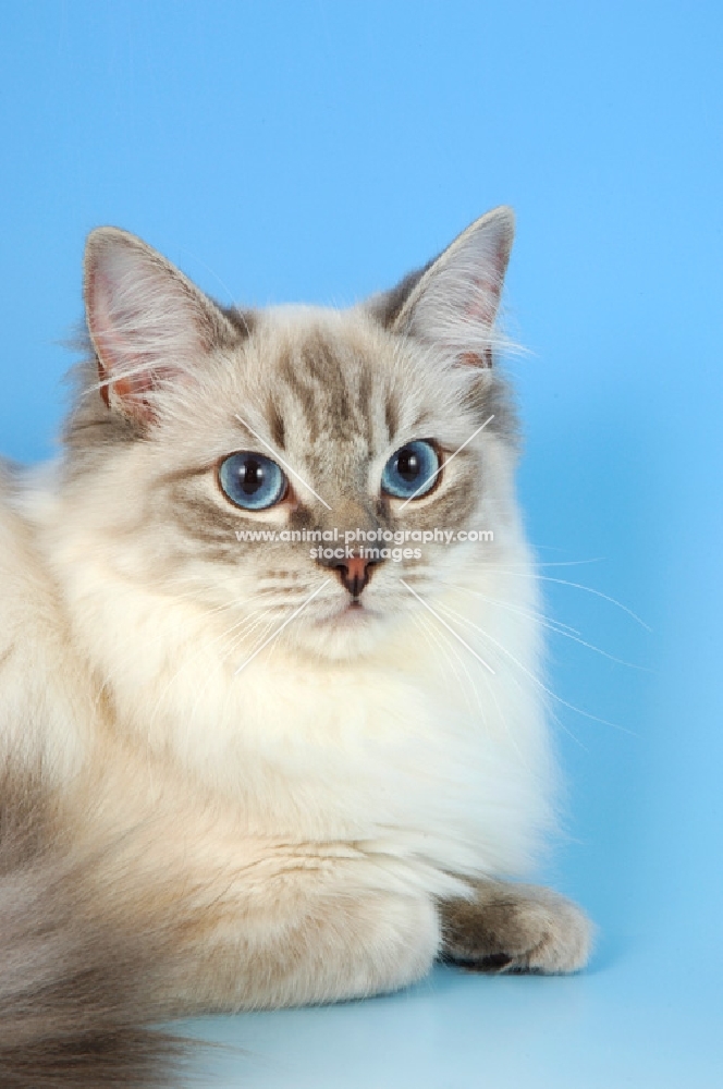 blue tabby point ragdoll cat, portrait