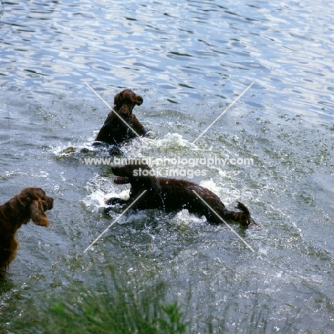 irish setters playing in a lake