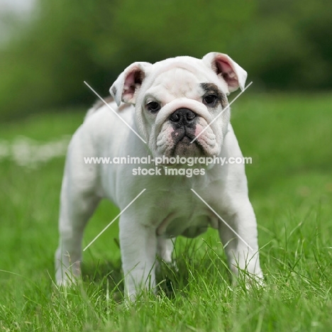 young Bulldog puppy