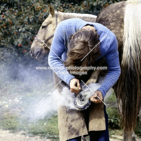 farrier hot shoeing