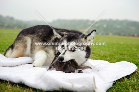 Alaskan Klee Kai picking up her puppy