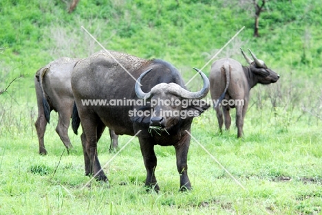 Buffalo