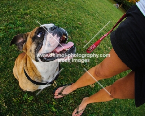 Bulldog looking at owner