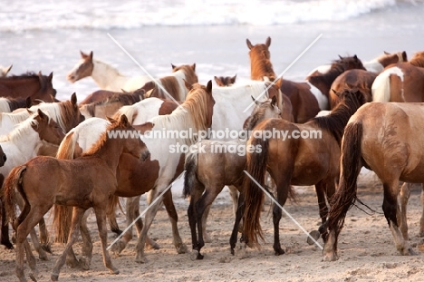 wild Chincoteague ponies