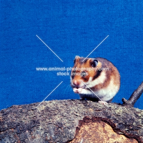 golden hamster sitting on a branch 